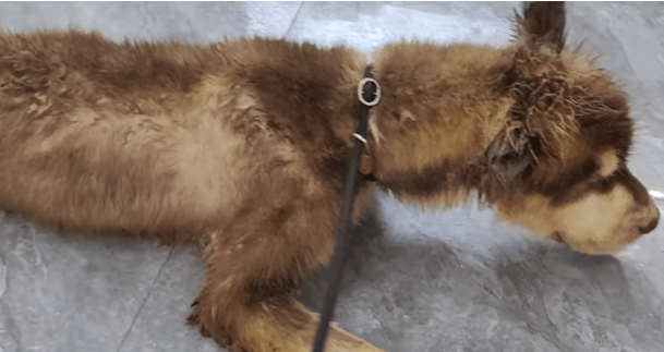 主人拿不出500块钱,身处宠物店的阿拉斯加犬活得还不如一条流浪狗