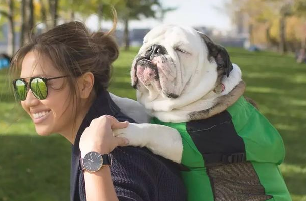 有一种感情!据说养宠物犬的优秀人才懂?