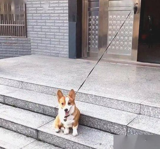牧牛犬柯基回农村后,被鸡鸭捉弄了