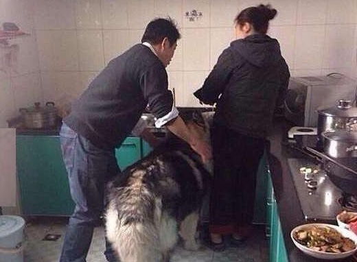 狗狗正在厨房偷吃,被主人拍到证据后还不承认,狗狗表情亮了