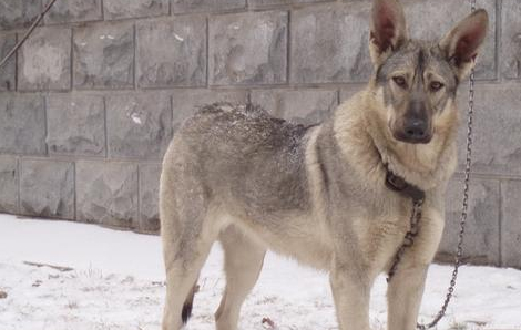 二战中专门克制日本狼青的本土犬,被人们誉为“犬种封喉王”!