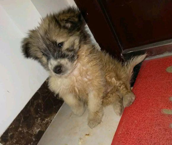 流浪犬被抛弃在公园,女生要想收留,盆友:小土狗,丢面子