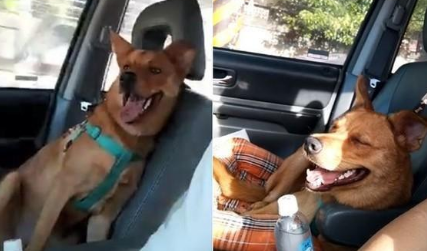 狗狗知道要被送走领养,却一直闹脾气!救助人也万般不舍