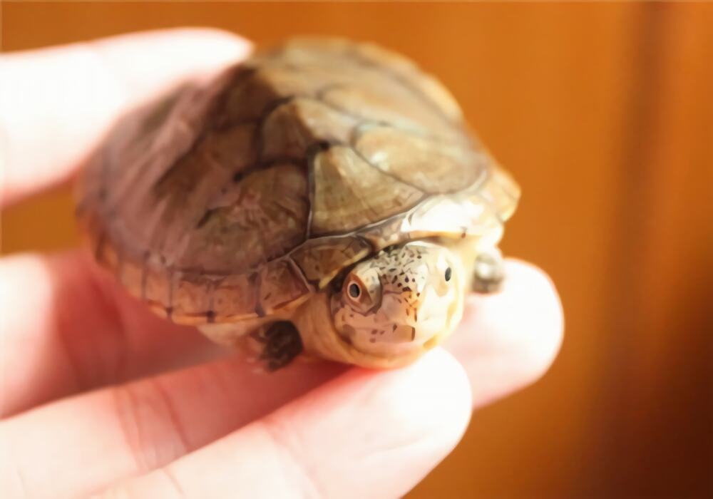 哈雷拉泥龟身份信息