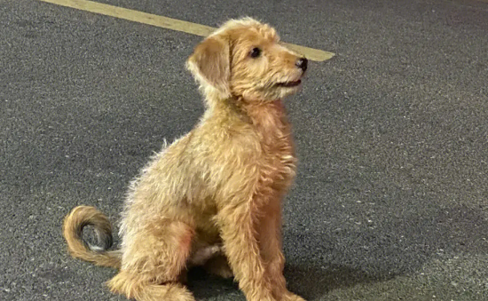 富平流浪狗频繁咬人 特警击毙疯狗30余条