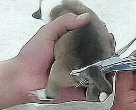 狗狗刚出生不久,主人急着断尾,拿出剪刀后,这操作看着都疼
