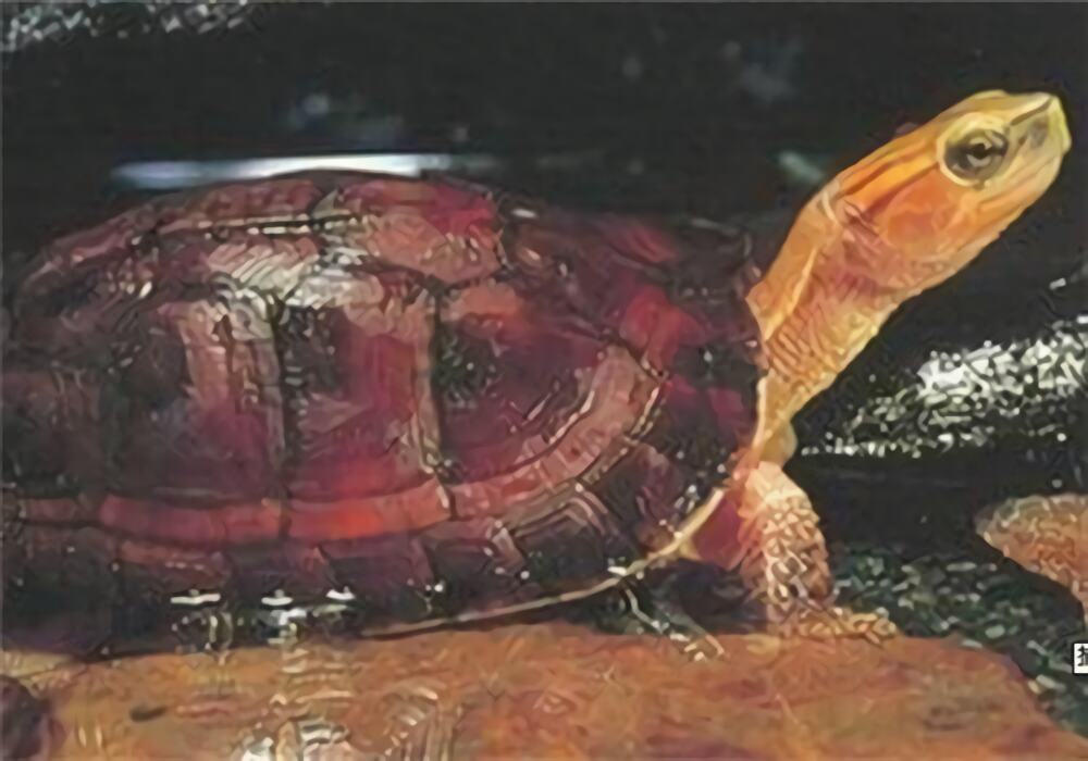 百色闭壳龟身份信息