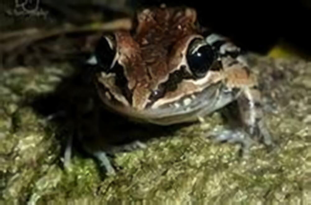 白吻长趾蛙身份信息