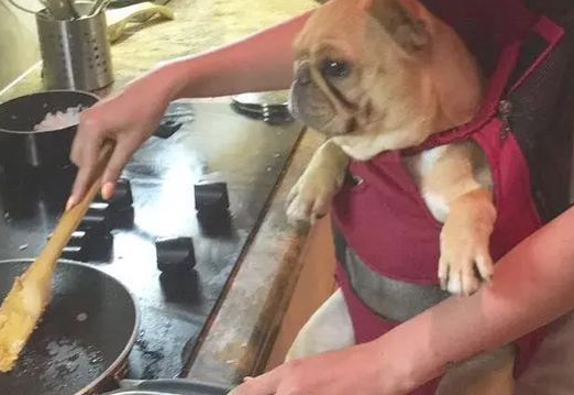 有一种感情!据说养宠物犬的优秀人才懂?