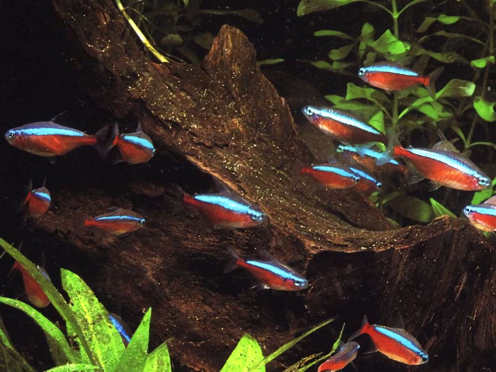 宝莲灯鱼身份信息