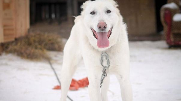 丈夫夺走宠物犬又丢弃,原主人家超越2000千米,还要带它回家了