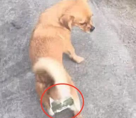狗狗无缘无故就孕期,主人家最终受不了,无可奈何之中创造发明了一个武器
