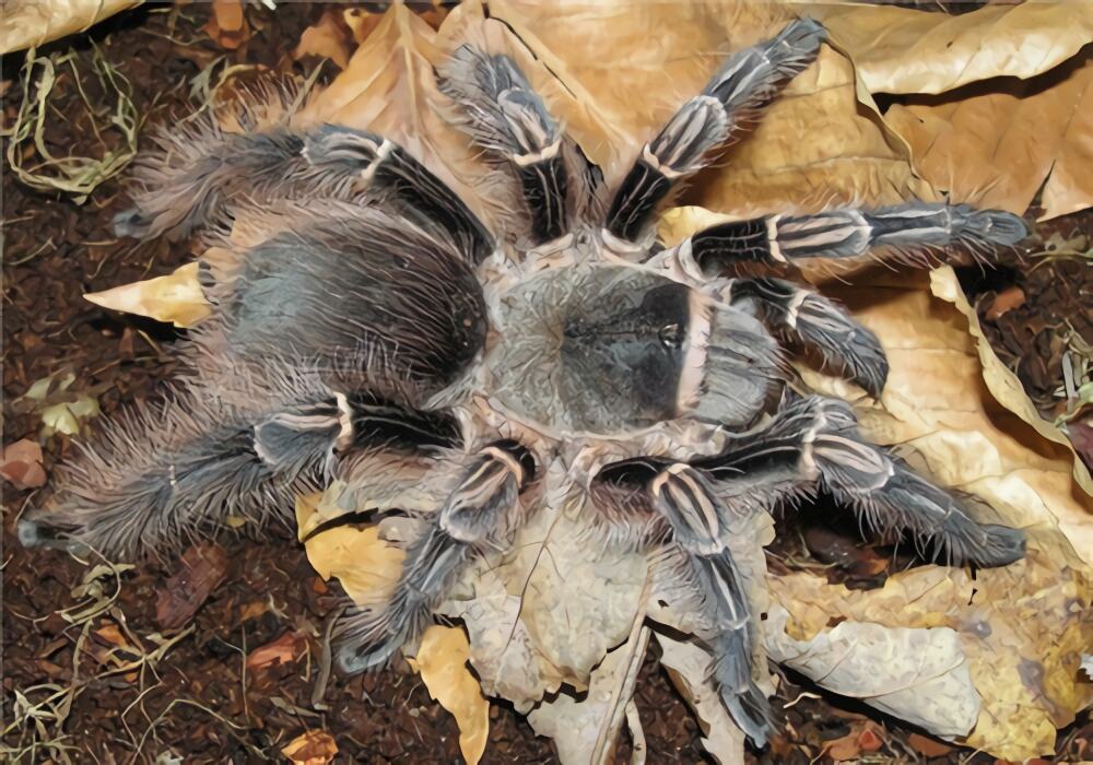 粉红斑马脚身份信息