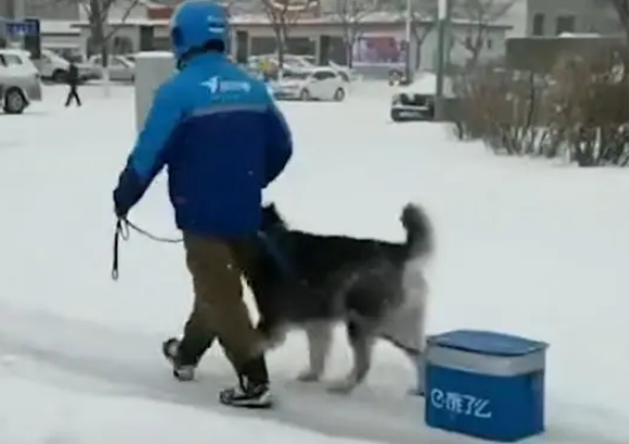 被迫营业!外卖小哥让狗狗雪地里拉外卖箱,网友:狗粮得靠自己赚
