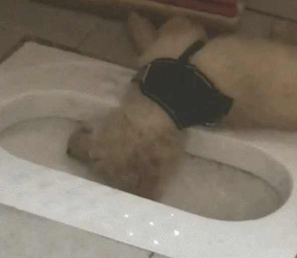 金毛狗狗倒在厕所蹲坑边就睡觉了,异味都熏昏迷不醒它,它是喝醉酒吗?