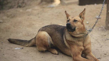 狼犬土狗的混血儿,每日定时执行外出,定时执行回家,主人和去看泪如雨下!