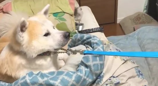 傲娇了8年的秋田犬,近期老想跟父亲一块儿睡,你還是我以前了解的你不?