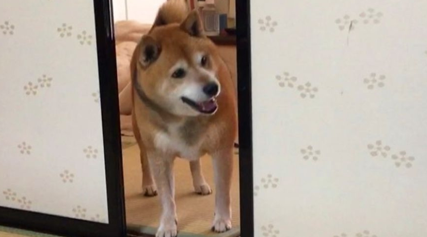 最霸气的柴犬，一旦饿了就叼着饭碗出来，摔到主人面前要求盛饭