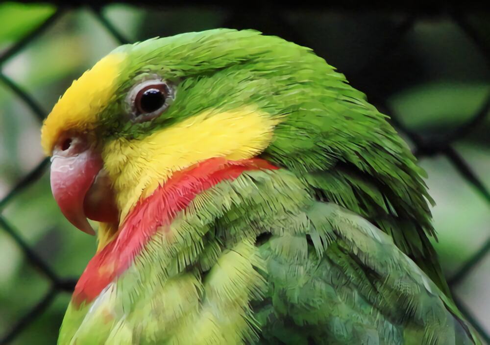 超级鹦鹉身份信息