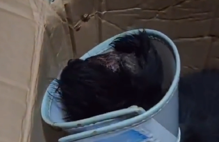 一秃毁所有?这只狗狗因皮肤病变丑而被遗弃沦为流浪狗,狗狗:我该何去何处
