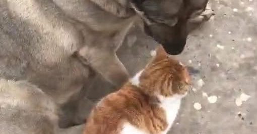 狗跟猫靠在一起日晒,被别人发现后亲了猫一口,网民:真甜美