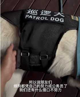 捡了个狗子,意外帮它找了份公务员工作,网友酸了:可以捡我吗?