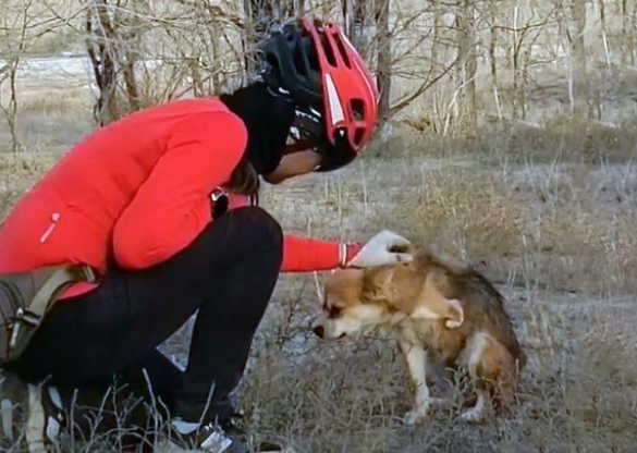 无人区偶遇流浪狗,为一顿饭追车十余里,但真的不能带走它