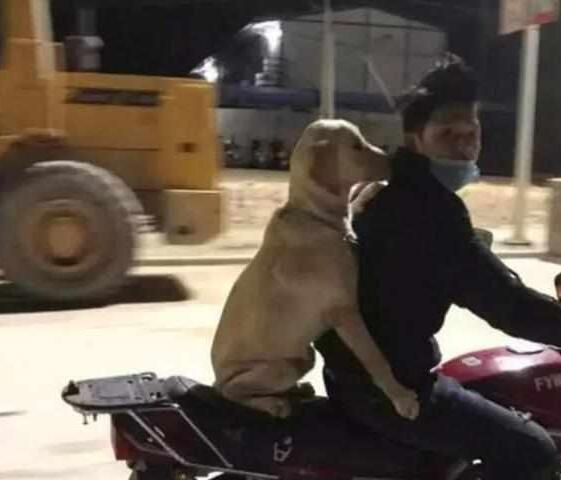 主人携爱犬共同下班,骑着摩托将狗狗放后座,狗狗含笑抱紧主人!