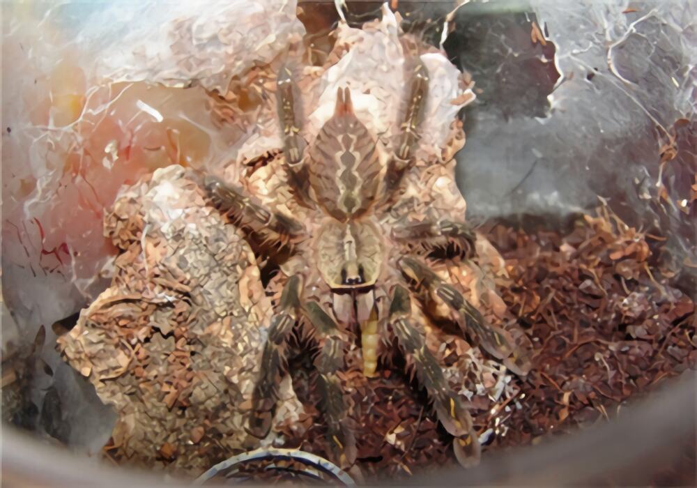 石板红华丽雨林身份信息