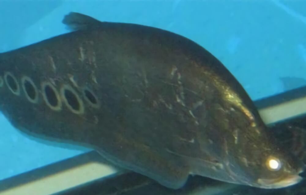 七星刀鱼身份信息