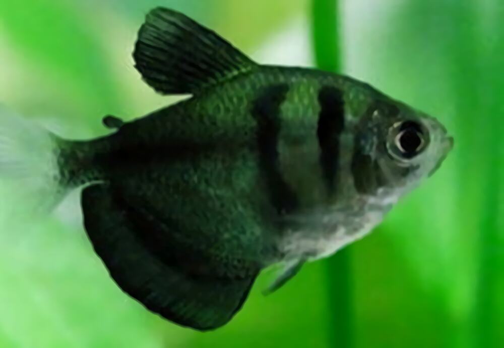 黑裙鱼身份信息