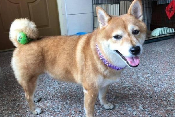 主人把玩具藏狗狗身上,固执柴犬找遍全家:我明明没有乱放!