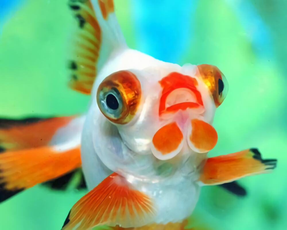 铁包金文鱼球身份信息