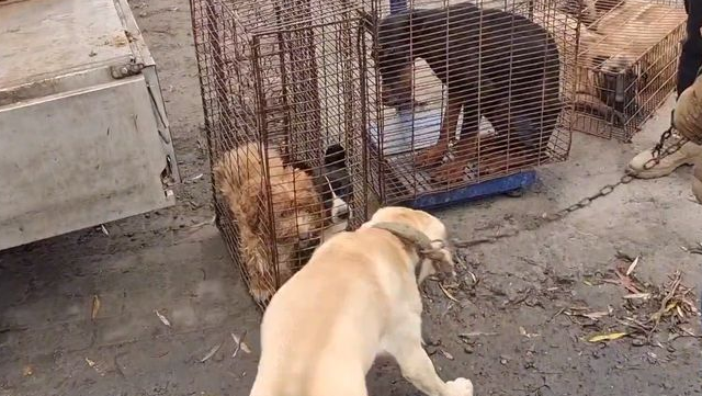 拉布拉多在挣脱主人后,也避免了上狗肉车