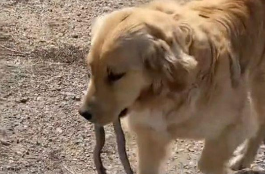金毛犬两次叼蛇回家,送给主人做“礼物”