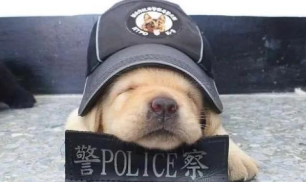 又一批小警犬遭淘汰,原因竟然是这三个!难怪网友都抢着领养!