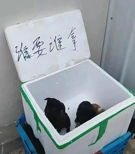 小区门口有一个纸盒子,可以完全免费拿狗,大伙认清是小土狗后却没有了兴趣爱好