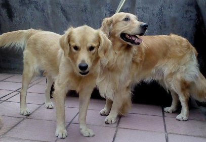 原本亲密无间的二只金毛,在母犬产下小黑狗以后,完全闹僵了