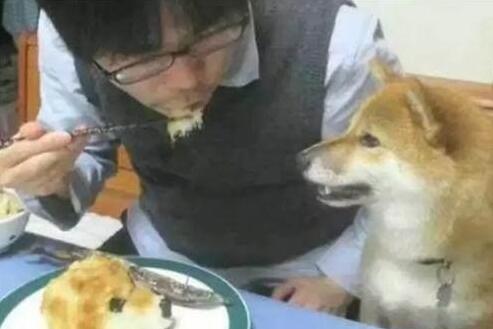 主人为防柴犬偷吃,出此奇招,柴犬看到“狗头”就懵了