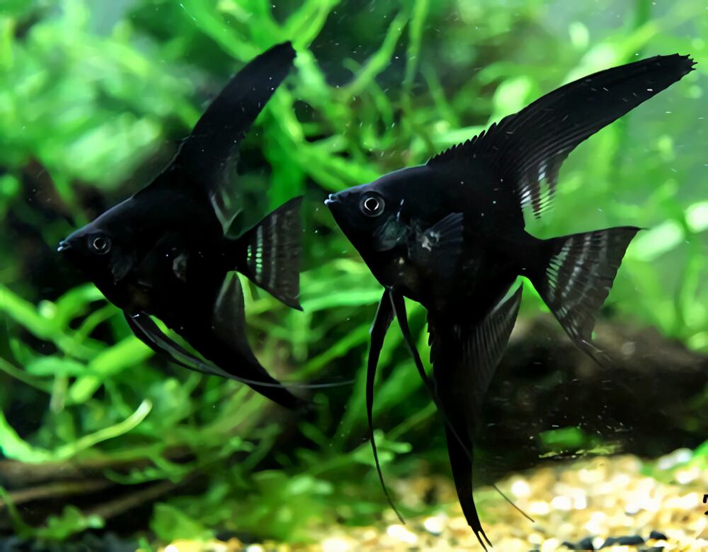 黑神仙鱼身份信息