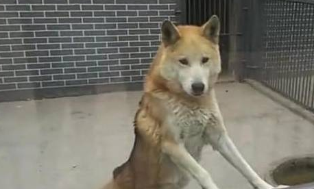 动物园里用土狗冒充狼,结果引起民愤,网友;好歹也得哈士奇吧!