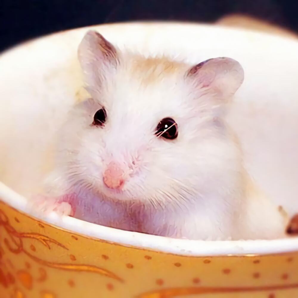 布丁仓鼠身份信息