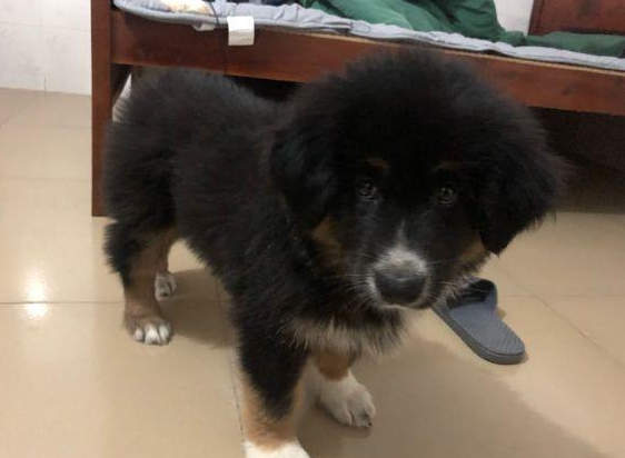 道上捡到只走丢的流浪犬,男孩儿带去宠物店后,老总:这狗卖我啊