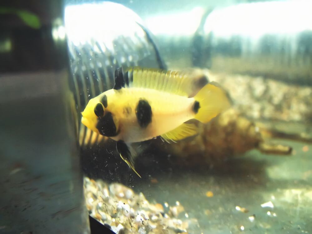 熊猫短鲷身份信息