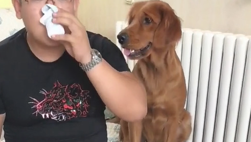 狗狗羡慕嫉妒主人的酸牛奶，却被主人措不及防搞怪，狗狗心痛一地