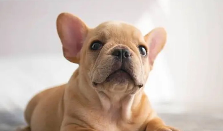 主人为了避免狗狗发情,竟想出了这个丧心病狂的避孕方法