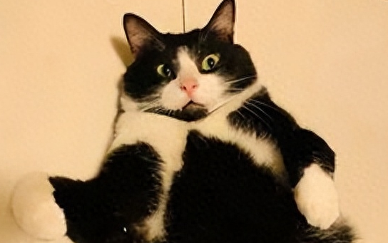 捡了只小奶猫让狗子带,没想到这货长大后居然比狗还大只!
