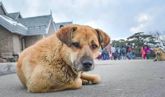 流浪狗闯入商场里,保安没暴力赶走反而收编了它,成为一只维护犬