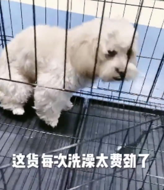 狗子不愿冼澡,主人取出杀手锏,狗子心态一百八十度变化