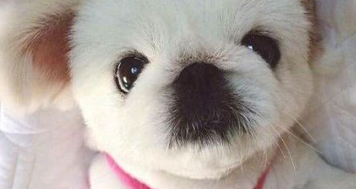 它是中国最古老的犬种,曾是皇帝养的狗,现在却流失到了国外